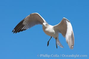 Ring-billed gull in flight, Larus delawarensis, La Jolla, California