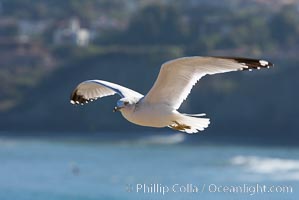 Ring-billed gull in flight, Larus delawarensis, La Jolla, California