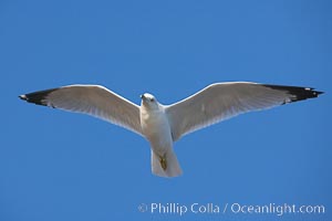 Ring-billed gull in flight, Larus delawarensis, La Jolla, California