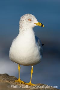 Ring-billed gull, Larus delawarensis, La Jolla, California