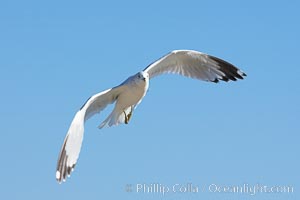 Ring-billed gull in flight, Larus delawarensis, La Jolla, California