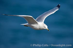 Ring-billed gull in flight, Larus delawarensis, La Jolla, California