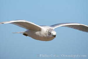 Ring-billed gull in flight, Larus delawarensis, La Jolla, California