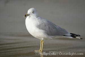 Ring-billed gull, Cardiff, Larus delawarensis, Cardiff by the Sea, California