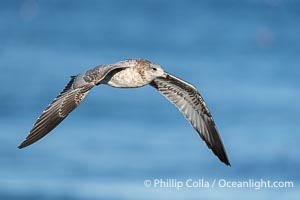 Ring-Billed Gull First Winter Plumage in Flight, La Jolla, California