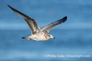 Ring-Billed Gull First Winter Plumage in Flight, La Jolla, California