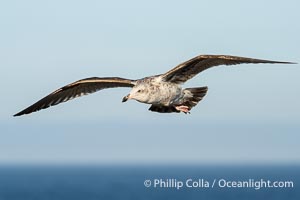 Ring-Billed Gull First Winter Plumage in Flight, Larus delawarensis, La Jolla, California