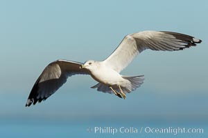 Ring-billed gull, adult non-breeding, in flight, Larus delawarensis, La Jolla, California