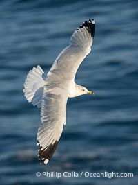 Ring-Billed Gull in Flight, top view, Larus delawarensis, La Jolla, California