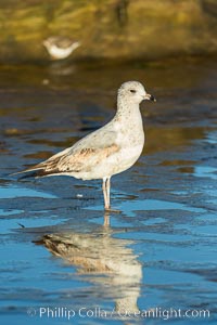 Ring-billed gull, Larus delawarensis, La Jolla, California