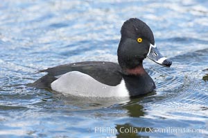 Image 15738, Ring-necked duck, male. Santee Lakes, California, USA, Aythya collaris, Phillip Colla, all rights reserved worldwide.   Keywords: anatidae:animal:animalia:anseriformes:aves:aythya:aythya collaris:bird:california:chordata:collaris:duck:ring-necked duck:santee:santee lakes:usa:vertebrata:vertebrate.