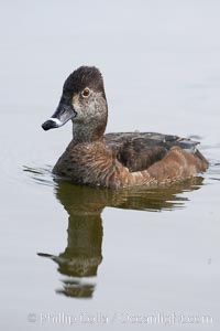 Image 15739, Ring-necked duck, female. Santee Lakes, California, USA, Aythya collaris, Phillip Colla, all rights reserved worldwide.   Keywords: anatidae:animal:animalia:anseriformes:aves:aythya:aythya collaris:bird:california:chordata:collaris:duck:ring-necked duck:santee:santee lakes:usa:vertebrata:vertebrate.