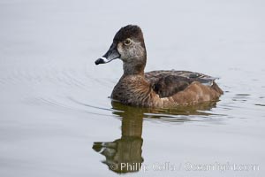 Ring-necked duck, female. Santee Lakes, California, USA, Aythya collaris, natural history stock photograph, photo id 15740