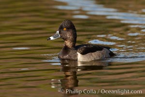Ring-necked duck, male, Aythya collaris, Santee Lakes