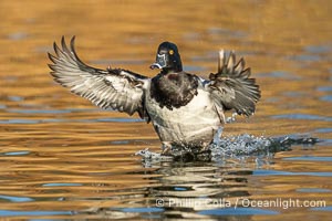 Ring-necked duck, male, Aythya collaris, Santee Lakes, Aythya collaris