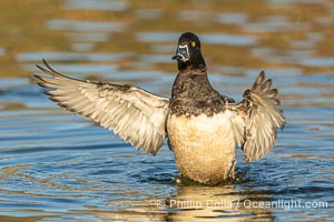 Ring-necked duck, male, Aythya collaris, Santee Lakes, Aythya collaris