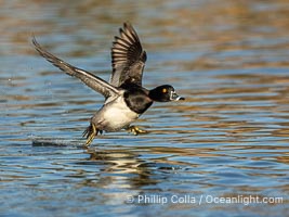 Ring-necked duck, male, Aythya collaris, Santee Lakes, Aythya collaris