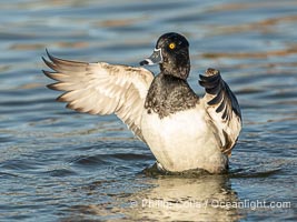 Ring-necked duck, male, Aythya collaris, Santee Lakes, Aythya collaris