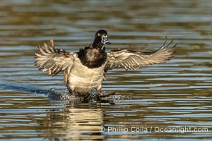 Ring-necked duck, male, Aythya collaris, Santee Lakes, Aythya collaris