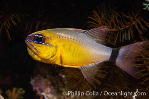 Ring-tailed cardinal fish, Male tending eggs in his mouth, Ostorhinchus aureus, Fiji, Ostorhinchus aureus, Namena Marine Reserve, Namena Island