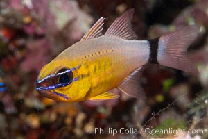 Ring-tailed cardinal fish, Ostorhinchus aureus, Fiji, Ostorhinchus aureus, Namena Marine Reserve, Namena Island
