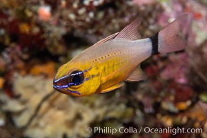 Ring-tailed cardinal fish, Ostorhinchus aureus, Fiji, Ostorhinchus aureus, Namena Marine Reserve, Namena Island