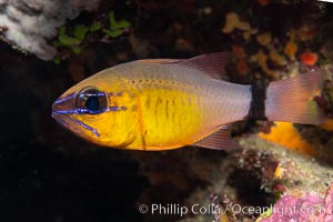 Ring-tailed cardinal fish, Ostorhinchus aureus, Fiji, Ostorhinchus aureus, Namena Marine Reserve, Namena Island