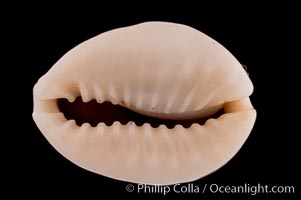 Ringless Bulging Cowrie, Cypraea obvelata perrieri