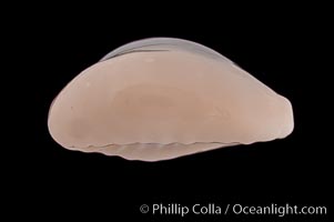 Ringless Bulging Cowrie, Cypraea obvelata perrieri