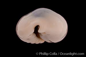 Ringless Bulging Cowrie, Cypraea obvelata perrieri