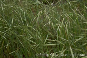 Ripgut brome, Bromus diandrus, San Elijo Lagoon, Encinitas, California