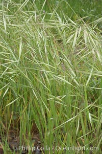 Ripgut brome, Bromus diandrus, San Elijo Lagoon, Encinitas, California