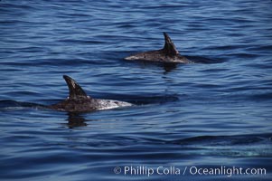 Rissos dolphin, dorsal fin.  Note distinguishing and highly variable skin and dorsal fin patterns, characteristic of this species. White scarring, likely caused by other Risso dolphins teeth, accumulates during the dolphins life so that adult Rissos dolphins are almost entirely white.  San Diego, Grampus griseus