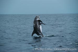Risso's dolphin breaching the water in a leap. San Diego. Grampus griseus.