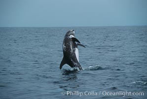 Rissos dolphin, breaching. Note distinguishing and highly variable skin and dorsal fin patterns, characteristic of this species. White scarring, likely caused by other Risso dolphins teeth, accumulates during the dolphins life so that adult Rissos dolphins are almost entirely white. San Diego, Grampus griseus