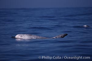 Rissos dolphin melon and dorsal fin.  Note distinguishing and highly variable skin and dorsal fin patterns, characteristic of this species. White scarring, likely caused by other Risso dolphins teeth, accumulates during the dolphins life so that adult Rissos dolphins are almost entirely white. San Diego, Grampus griseus