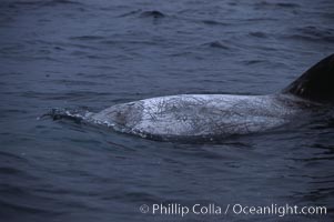 Rissos dolphin, dorsal fin.  Note distinguishing and highly variable skin and dorsal fin patterns, characteristic of this species. White scarring, likely caused by other Risso dolphins teeth, accumulates during the dolphins life so that adult Rissos dolphins are almost entirely white.  San Diego, Grampus griseus