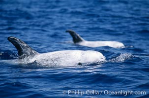 Rissos dolphin surfacing with eye showing. Note distinguishing and highly variable skin and dorsal fin patterns, characteristic of this species. White scarring, likely caused by other Risso dolphins teeth, accumulates during the dolphins life so that adult Rissos dolphins are almost entirely white.  San Diego, Grampus griseus