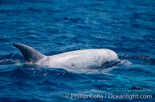 Rissos dolphin surfacing with eye showing. Note distinguishing and highly variable skin and dorsal fin patterns, characteristic of this species. White scarring, likely caused by other Risso dolphins teeth, accumulates during the dolphins life so that adult Rissos dolphins are almost entirely white.  San Diego, Grampus griseus