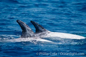 Rissos dolphins surfacing showing dorsal fins. Note distinguishing and highly variable skin and dorsal fin patterns, characteristic of this species. White scarring, likely caused by other Risso dolphins teeth, accumulates during the dolphins life so that adult Rissos dolphins are almost entirely white.  San Diego, Grampus griseus