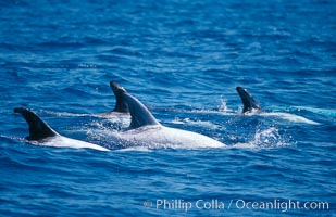 Rissos dolphins surfacing showing dorsal fins. Note distinguishing and highly variable skin and dorsal fin patterns, characteristic of this species. White scarring, likely caused by other Risso dolphins teeth, accumulates during the dolphins life so that adult Rissos dolphins are almost entirely white.  San Diego, Grampus griseus