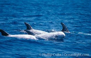 Rissos dolphin surfacing with eye showing. Note distinguishing and highly variable skin and dorsal fin patterns, characteristic of this species. White scarring, likely caused by other Risso dolphins teeth, accumulates during the dolphins life so that adult Rissos dolphins are almost entirely white.  San Diego, Grampus griseus