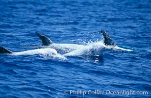 Rissos dolphins surfacing, one spouting/blowing while others show dorsal fins.  Note distinguishing and highly variable skin and dorsal fin patterns, characteristic of this species. White scarring, likely caused by other Risso dolphins teeth, accumulates during the dolphins life so that adult Rissos dolphins are almost entirely white.  San Diego, Grampus griseus