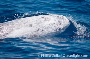 Rissos dolphin showing fresh scarring from social interactions with other Rissos dolphins.  Note distinguishing and highly variable skin and dorsal fin patterns, characteristic of this species. White scarring, likely caused by other Risso dolphins teeth, accumulates during the dolphins life so that adult Rissos dolphins are almost entirely white.  San Diego, Grampus griseus