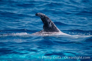 Rissos dolphin, dorsal fin.Note distinguishing and highly variable skin and dorsal fin patterns, characteristic of this species. White scarring, likely caused by other Risso dolphins teeth, accumulates during the dolphins life so that adult Rissos dolphins are almost entirely white. San Diego, Grampus griseus