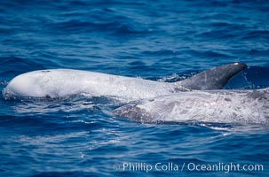 Rissos dolphin, dorsal fin.Note distinguishing and highly variable skin and dorsal fin patterns, characteristic of this species. White scarring, likely caused by other Risso dolphins teeth, accumulates during the dolphins life so that adult Rissos dolphins are almost entirely white. San Diego, Grampus griseus