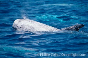 Rissos dolphin, dorsal fin.Note distinguishing and highly variable skin and dorsal fin patterns, characteristic of this species. White scarring, likely caused by other Risso dolphins teeth, accumulates during the dolphins life so that adult Rissos dolphins are almost entirely white. San Diego, Grampus griseus