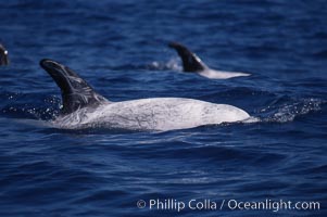 Rissos dolphin, dorsal fin.Note distinguishing and highly variable skin and dorsal fin patterns, characteristic of this species. White scarring, likely caused by other Risso dolphins teeth, accumulates during the dolphins life so that adult Rissos dolphins are almost entirely white. San Diego, Grampus griseus