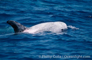 Rissos dolphin, dorsal fin.Note distinguishing and highly variable skin and dorsal fin patterns, characteristic of this species. White scarring, likely caused by other Risso dolphins teeth, accumulates during the dolphins life so that adult Rissos dolphins are almost entirely white. San Diego, Grampus griseus