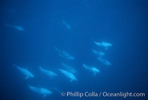 Rissos dolphin, dorsal fin.Note distinguishing and highly variable skin and dorsal fin patterns, characteristic of this species. White scarring, likely caused by other Risso dolphins teeth, accumulates during the dolphins life so that adult Rissos dolphins are almost entirely white. San Diego, Grampus griseus